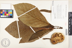 Artocarpus mariannensis