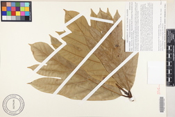 Artocarpus mariannensis