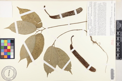 Artocarpus mariannensis