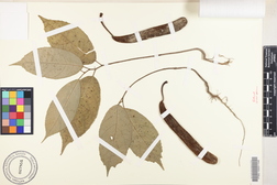 Artocarpus mariannensis