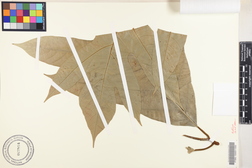 Artocarpus mariannensis