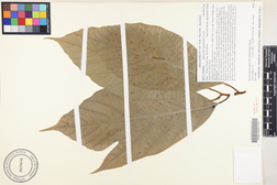 Artocarpus mariannensis