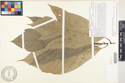 Artocarpus mariannensis