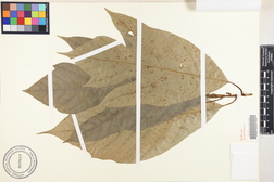 Artocarpus mariannensis