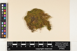 Haplohymenium triste image
