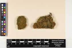Haplohymenium triste image