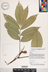Aglaia mariannensis