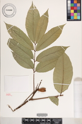 Aglaia mariannensis
