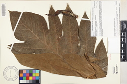 Artocarpus altilis 'Maafala'