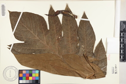 Artocarpus altilis 'Maafala'