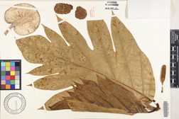 Artocarpus altilis 'Momolega'