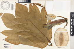 Artocarpus altilis 'Maafala'