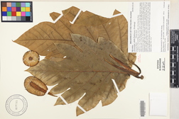 Artocarpus altilis 'Maafala'