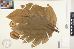 Artocarpus altilis 'Maafala'