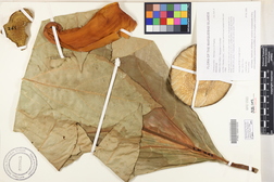 Artocarpus altilis 'Mei puou'