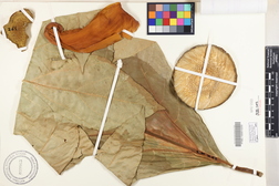 Artocarpus altilis 'Mei puou'