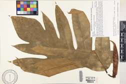 Artocarpus altilis 'Ulu sina'