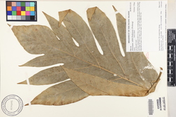 Artocarpus altilis 'Ulu ea'