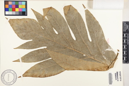 Artocarpus altilis 'Ulu ea'