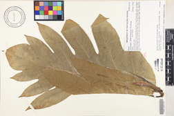 Artocarpus altilis 'Puou'