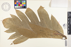 Artocarpus altilis 'Puou'