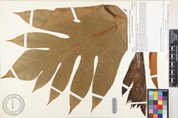 Artocarpus altilis 'Afara'