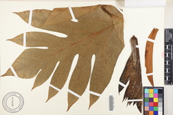 Artocarpus altilis 'Afara'