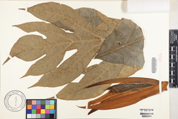 Artocarpus altilis 'Piipiia'