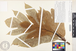 Artocarpus altilis 'Meriaur'