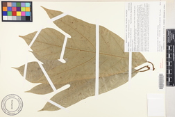 Artocarpus mariannensis