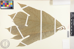 Artocarpus mariannensis