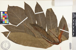 Artocarpus altilis 'Puou'