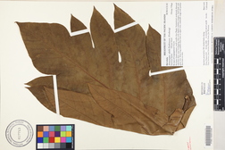 Artocarpus altilis 'Maafala'