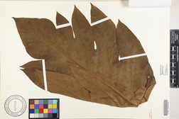 Artocarpus altilis 'Maafala'