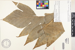 Artocarpus altilis 'Ulu tala'