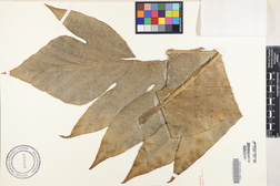 Artocarpus altilis 'Ulu tala'