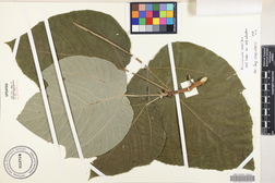 Broussonetia papyrifera