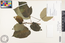 Broussonetia papyrifera