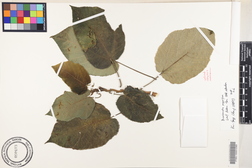 Broussonetia papyrifera