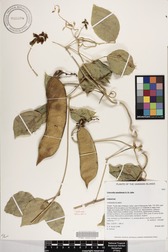 Canavalia napaliensis