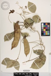 Canavalia napaliensis