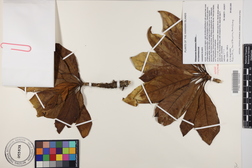 Pittosporum kauaiense