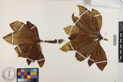 Pittosporum kauaiense