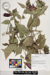 Malvaviscus penduliflorus