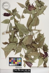 Malvaviscus penduliflorus