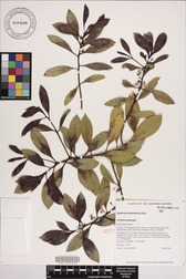 Myoporum sandwicense