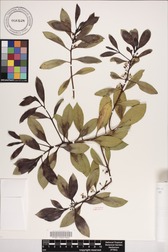 Myoporum sandwicense