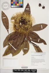 Xanthostemon chrysanthus