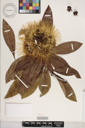 Xanthostemon chrysanthus