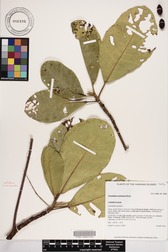 Terminalia samoensis